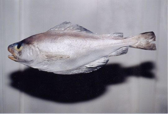 tacaux.JPG (261592 octets)